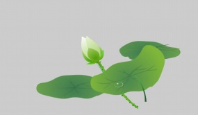 莲花开放flash动画